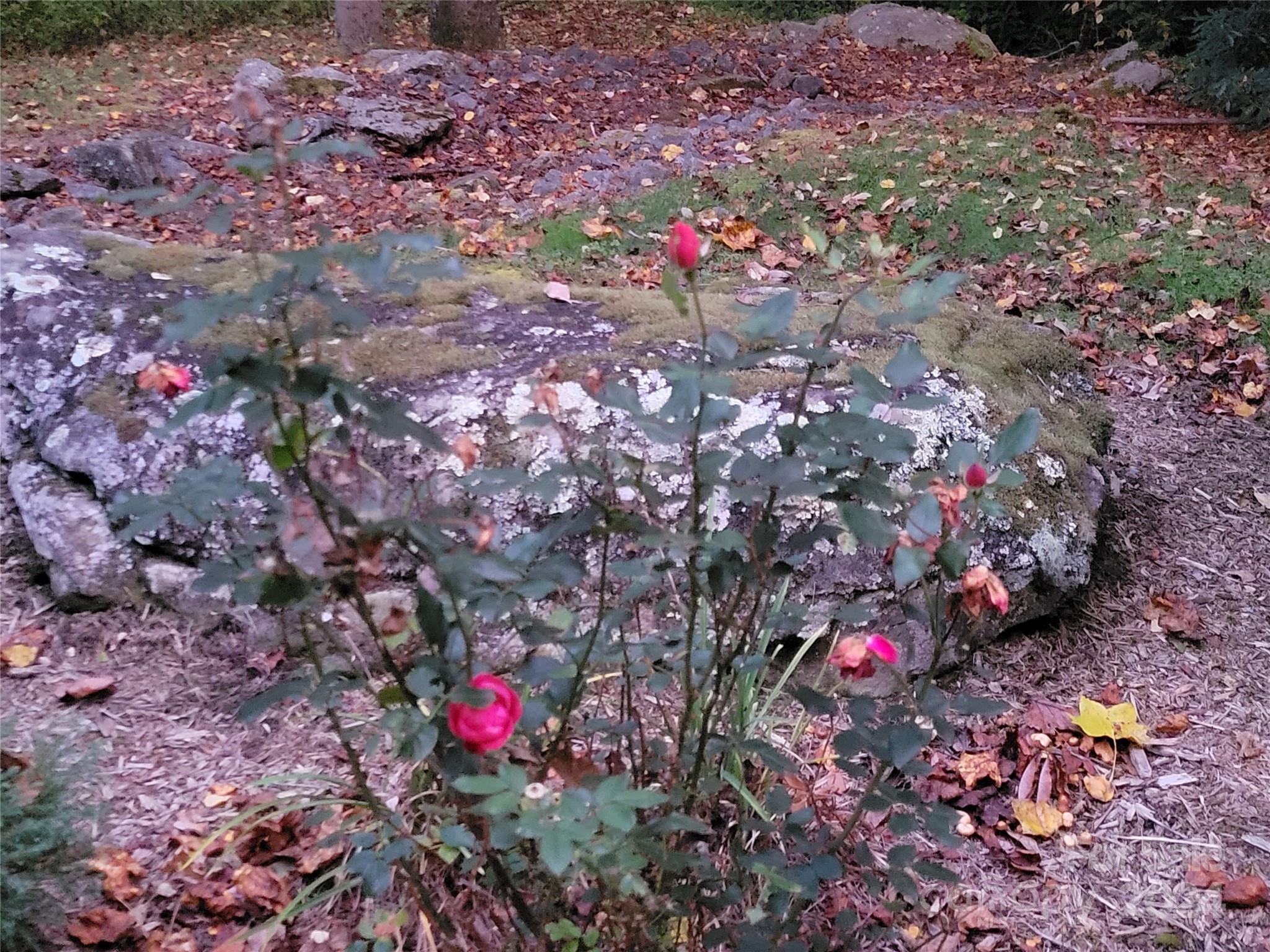 The Cove at Maggie Valley - Land