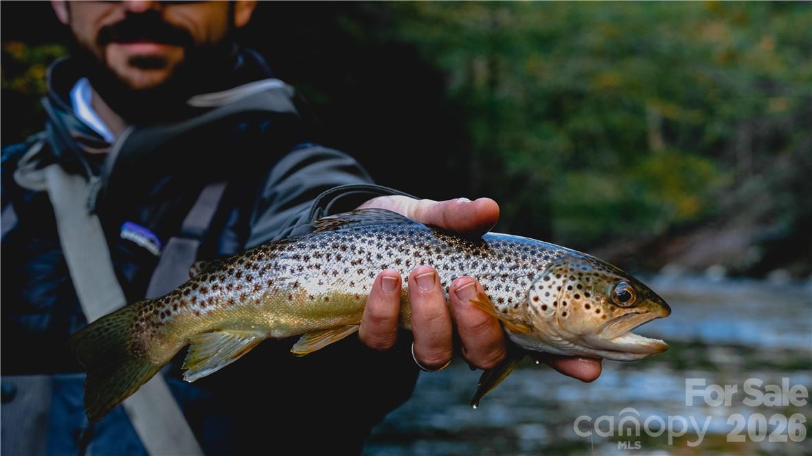 Big Laurel Mountain - Land