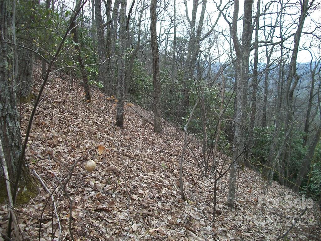 Dellwood Forest - Land