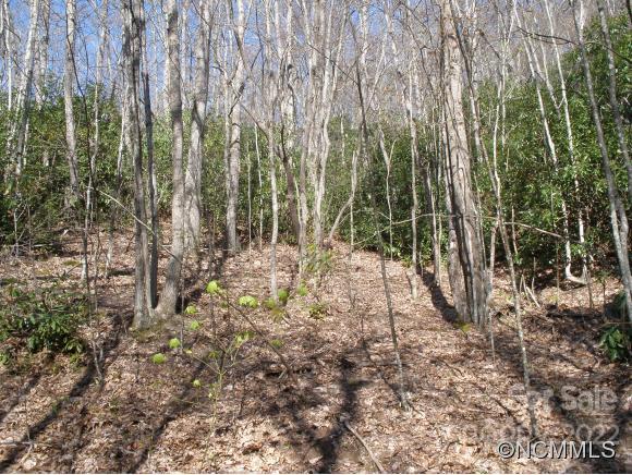 Dellwood Forest - Land