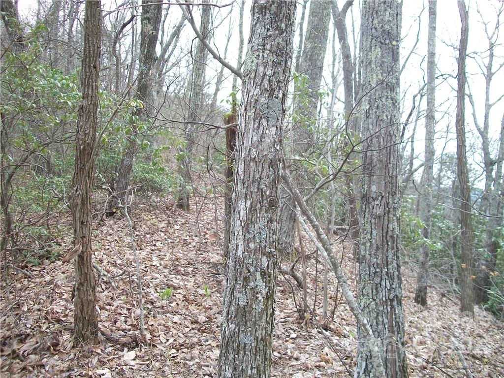 Dellwood Forest - Land