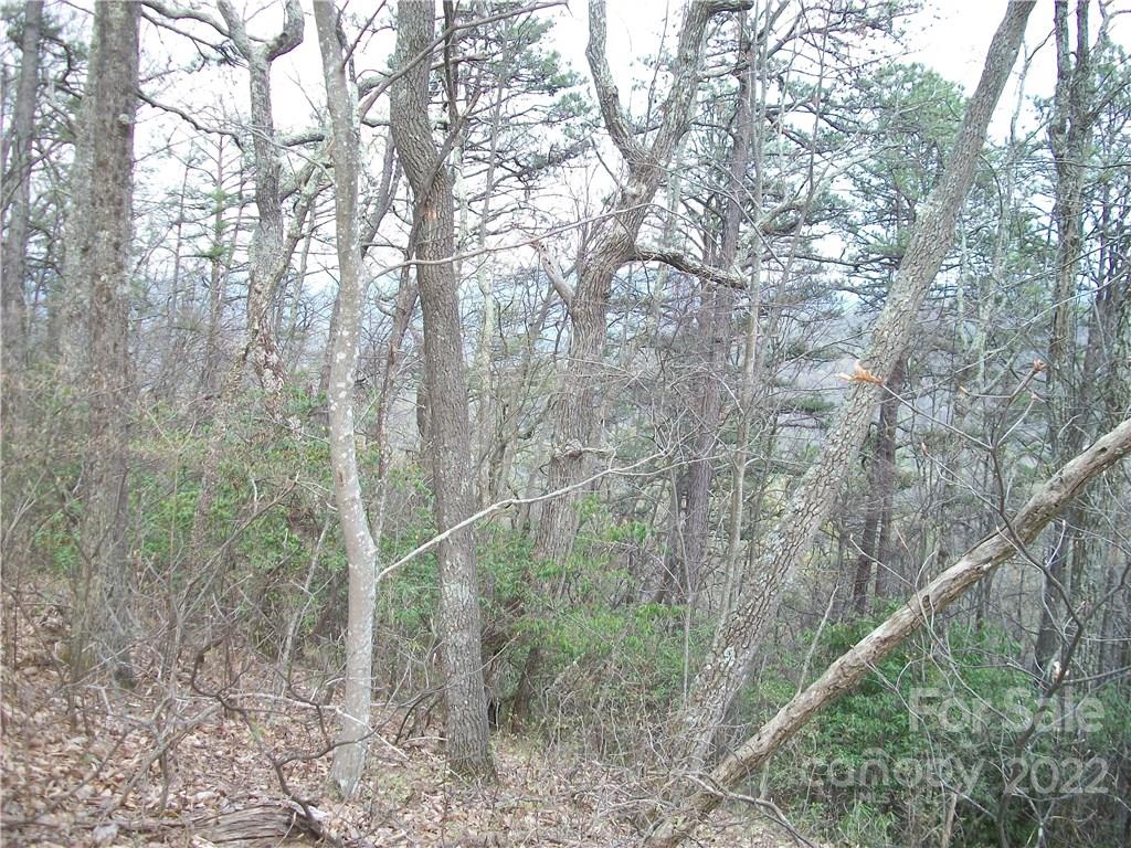 Dellwood Forest - Land