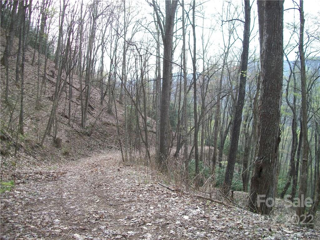 Dellwood Forest - Land