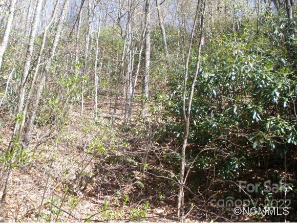 Dellwood Forest - Land