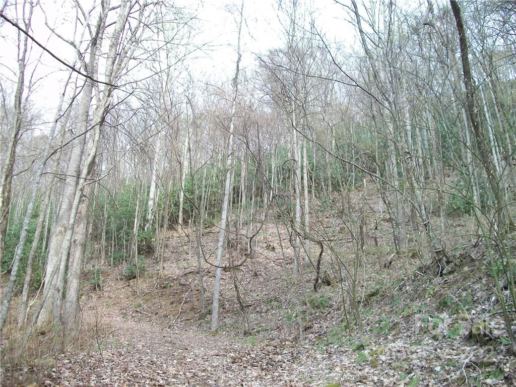 Dellwood Forest - Land