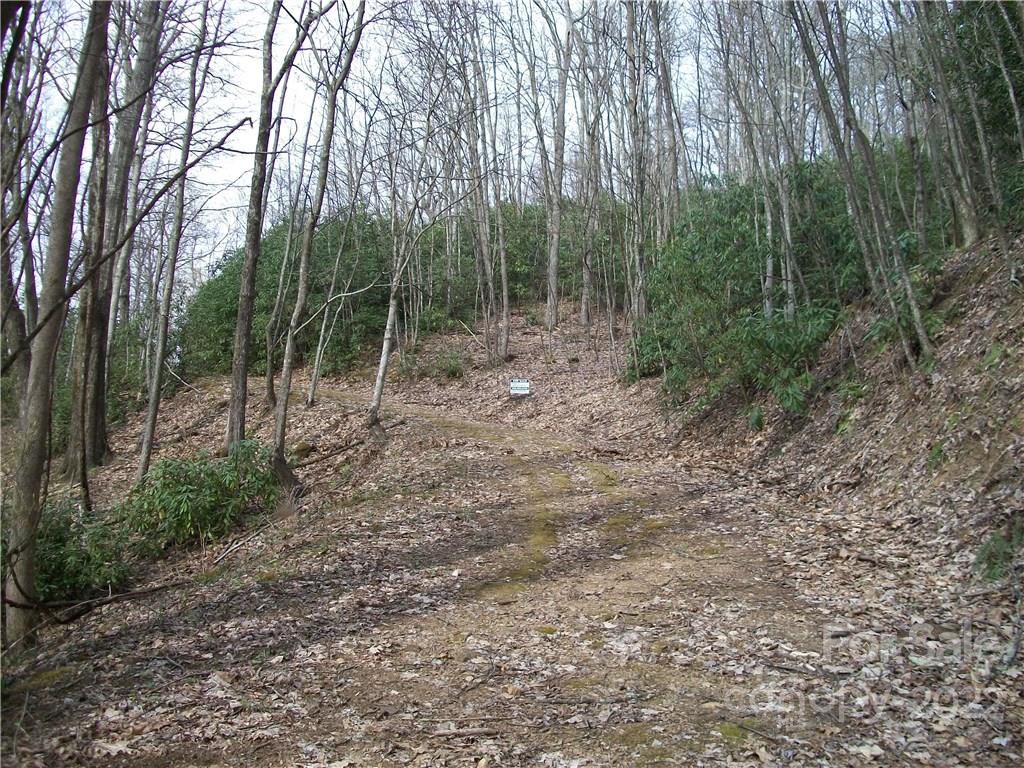 Dellwood Forest - Land