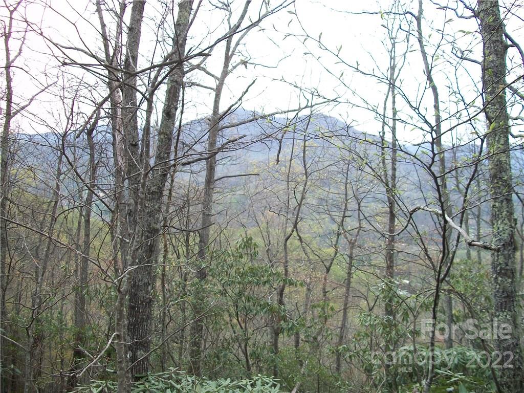 Dellwood Forest - Land