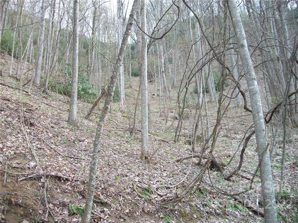 Dellwood Forest - Land