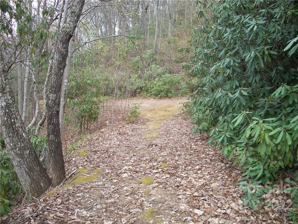 Dellwood Forest - Land