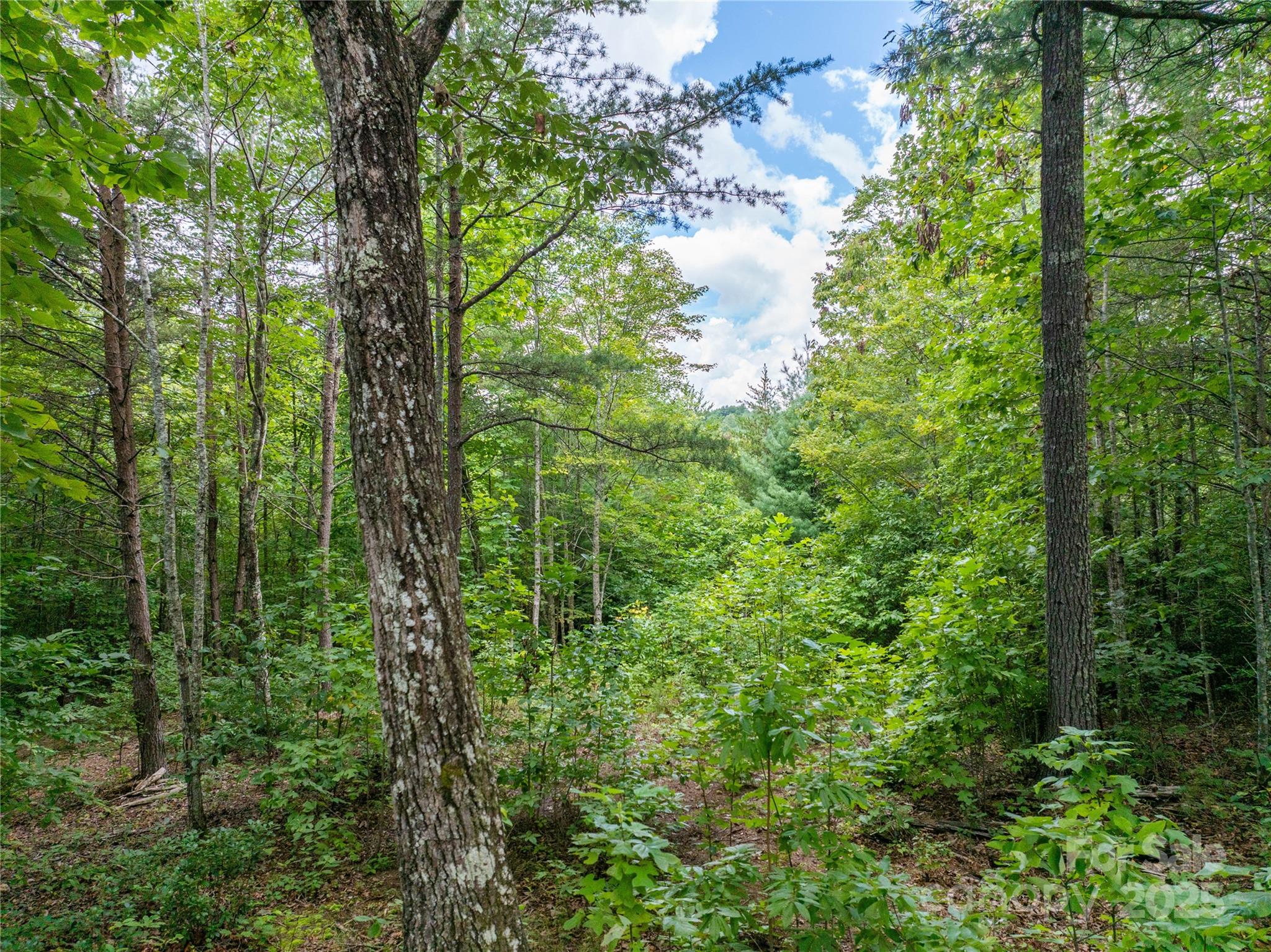 The Coves Mountain River Club - Land