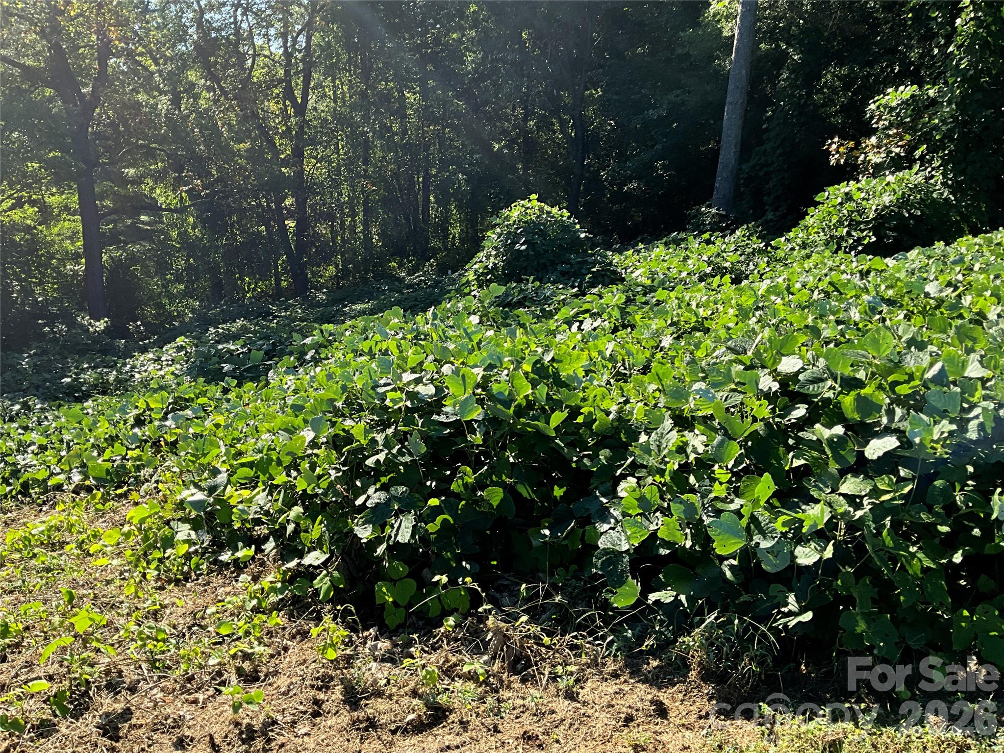 Lot 7 Macy Court