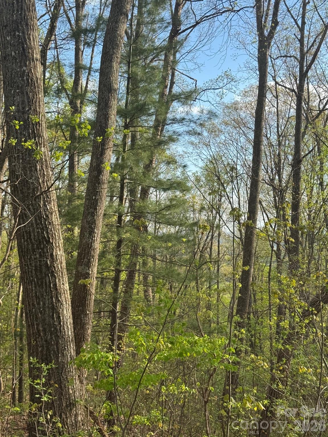 Buffalo Mountain - Land