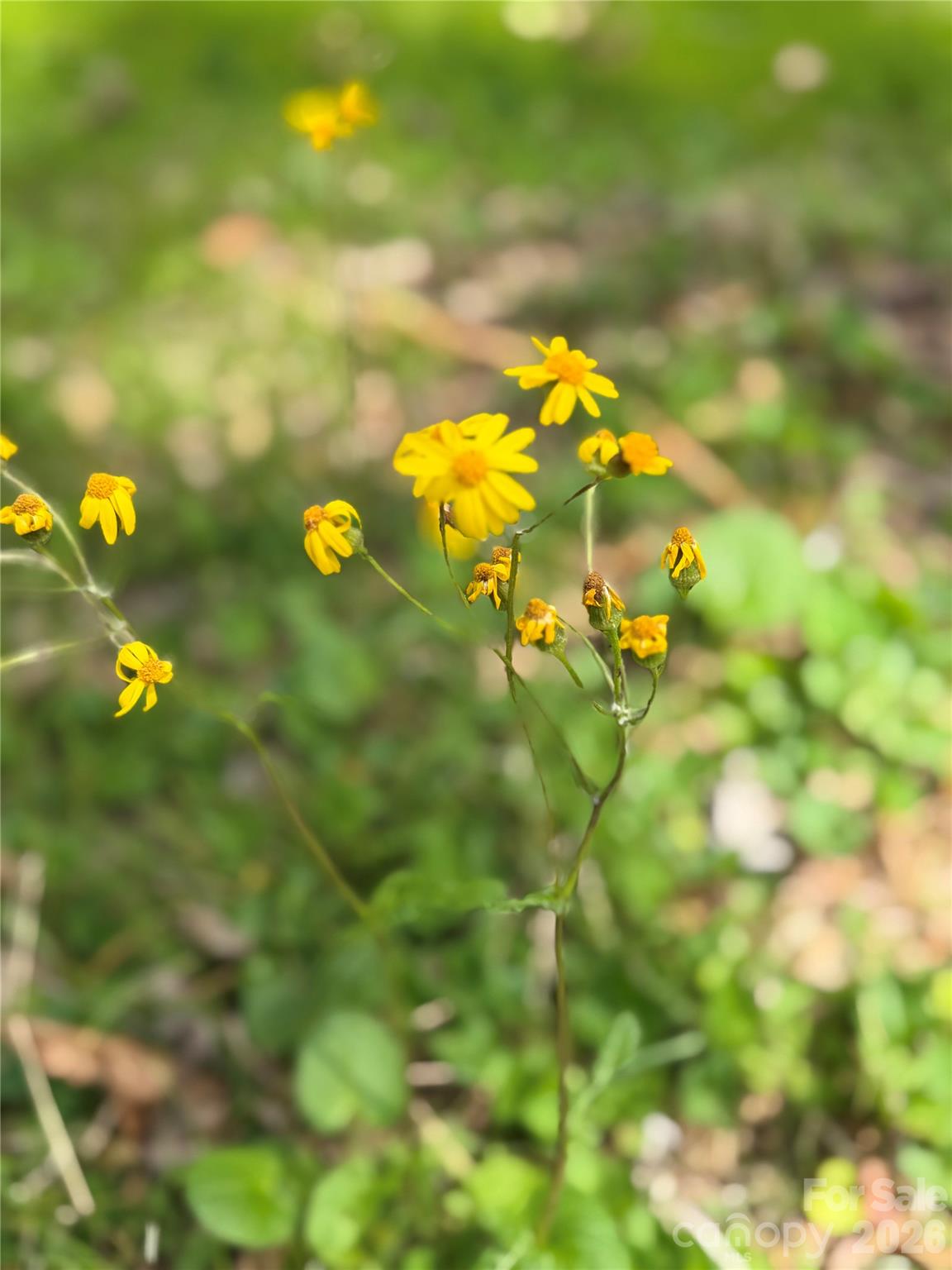 Lynnwood - Residential