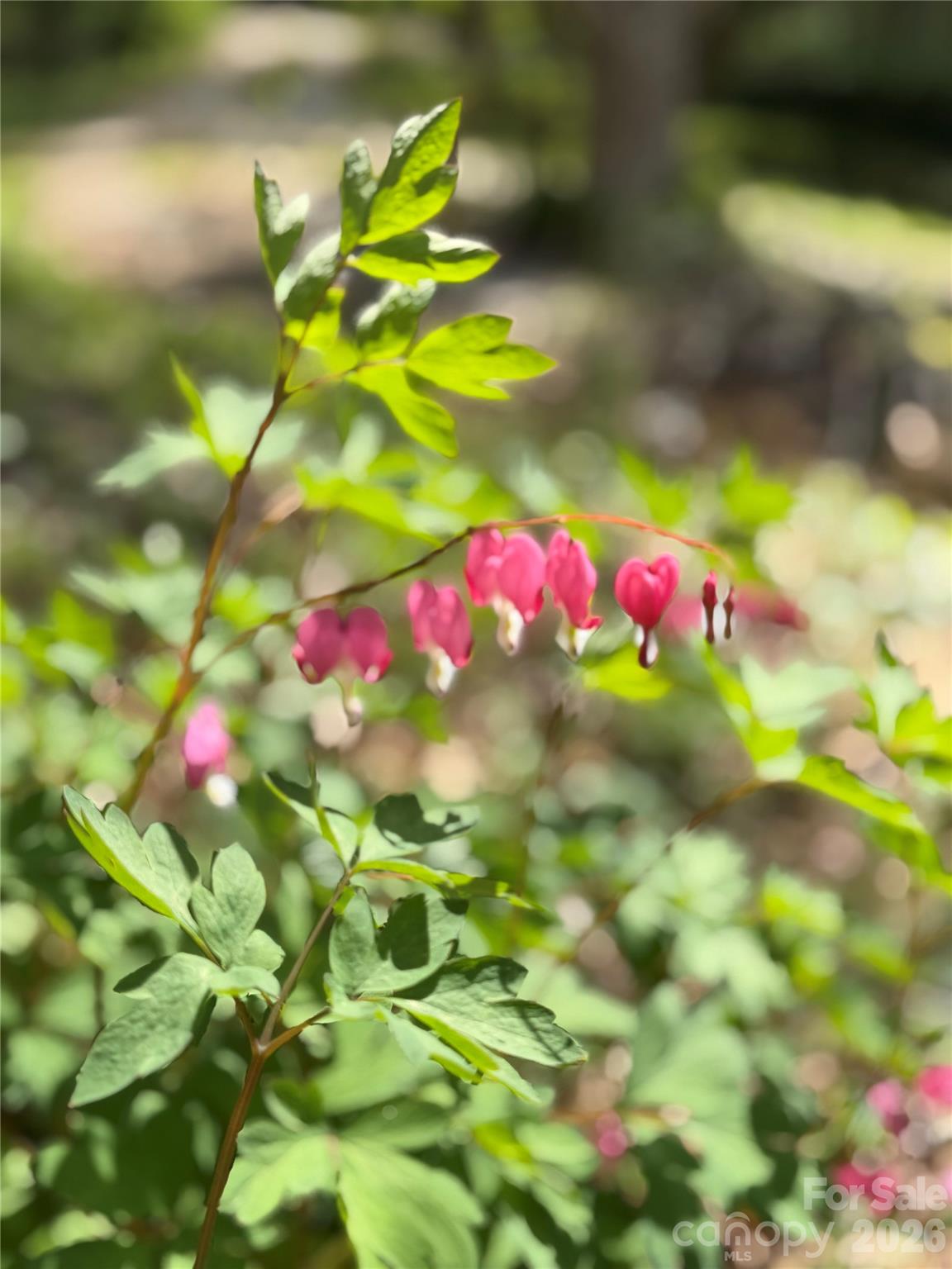 Lynnwood - Residential