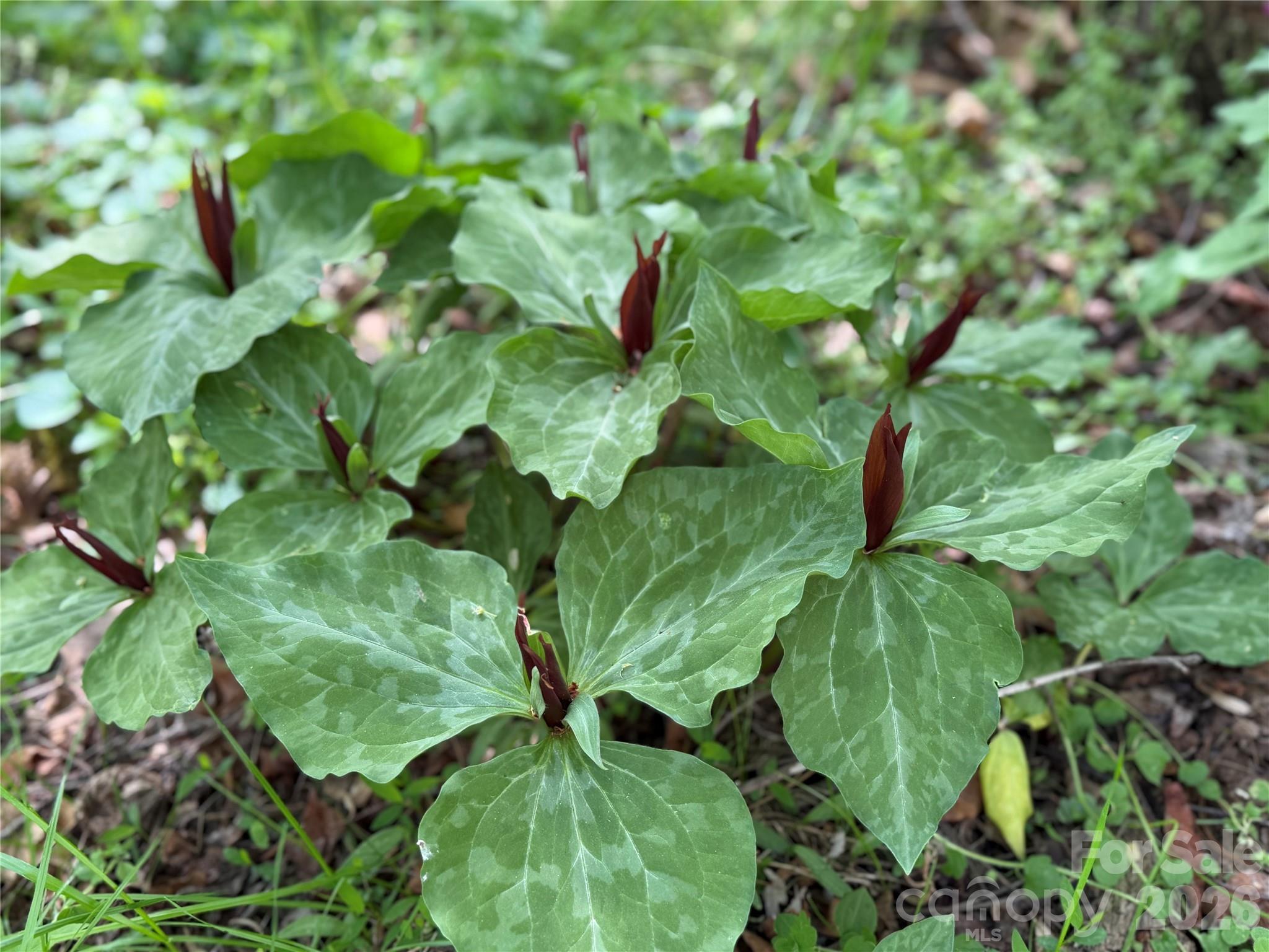 Lynnwood - Residential