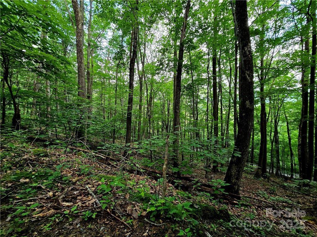 TBD Red Fox Ridge 5