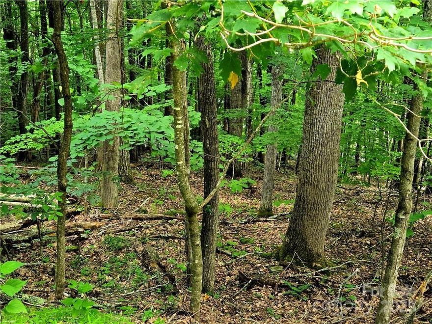 3-Acre Lot Near Boone with Septic Permit & Mountain View Potential Discover the ideal mix of convenience, natural beauty, and privacy, all just minutes from the heart of Boone. This 3-acre lot offers a rare opportunity to build close to town while still enjoying a scenic, wooded setting. Featuring beautiful rock outcroppings and potential for long-range mountain views with some selective clearing, the property also comes with a 3-bedroom septic permit
already in place adding a valuable head start for your building plans. Located less than 5 minutes from Hardin Park Elementary and just 5 minutes to Watauga High School, this property offers both accessibility and a quiet retreat from the bustle of town. A great option for a full-time residence or second home in one of the High Country’s most desirable areas.