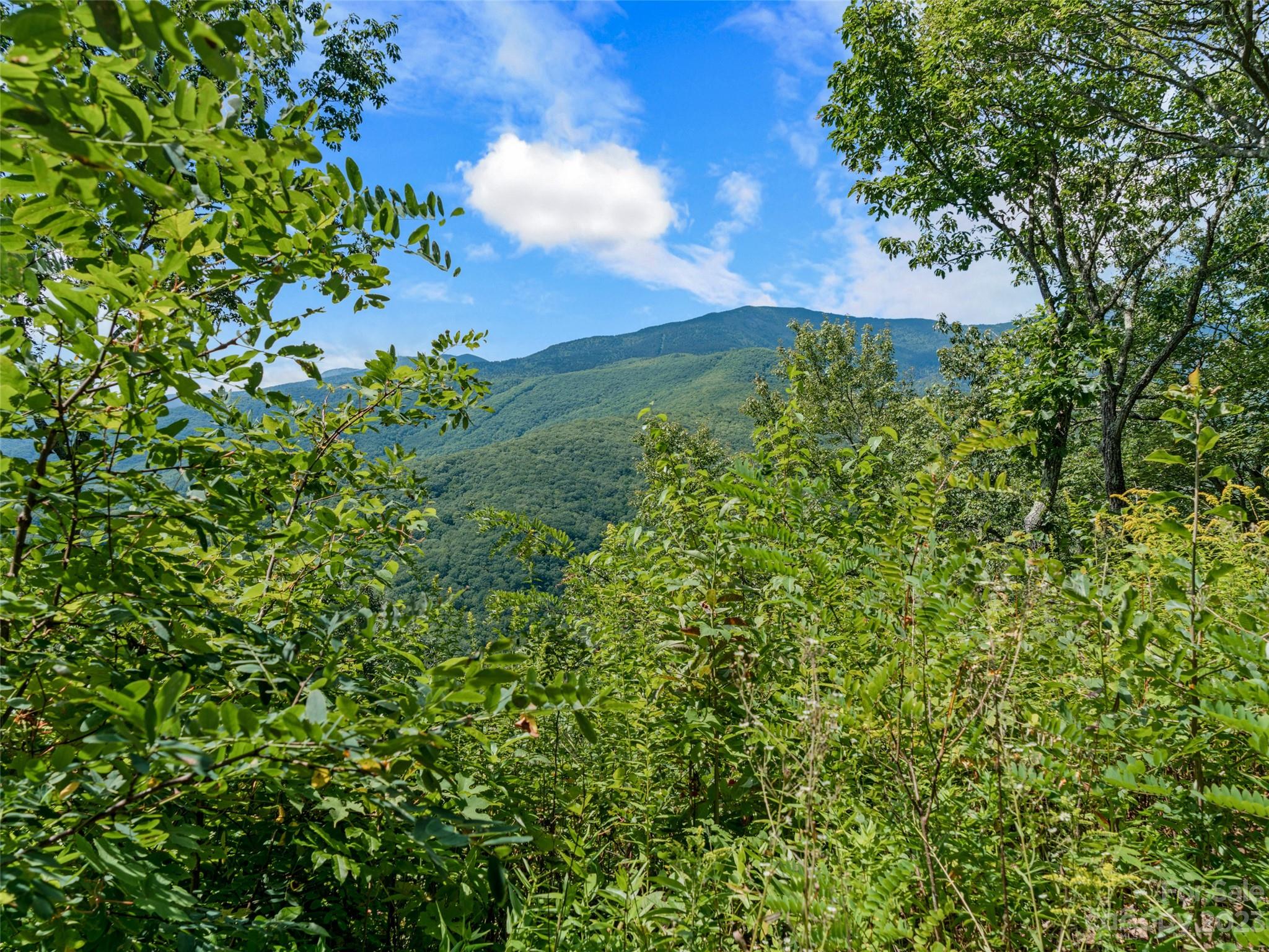 Mt. Mitchell Lands - Land