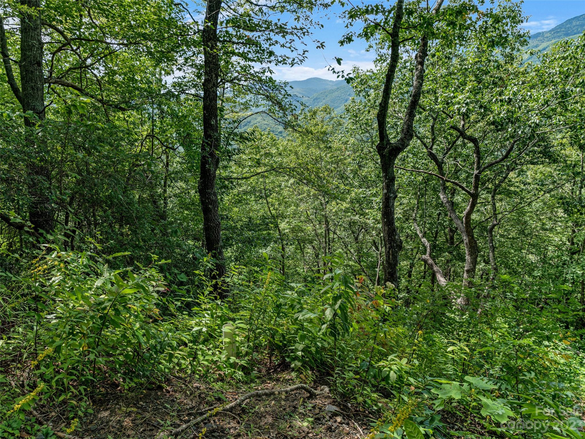 Mt. Mitchell Lands - Land