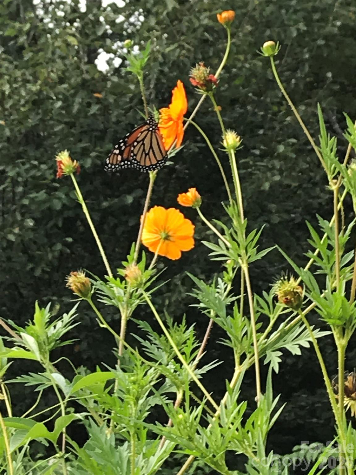 Meadowview - Residential