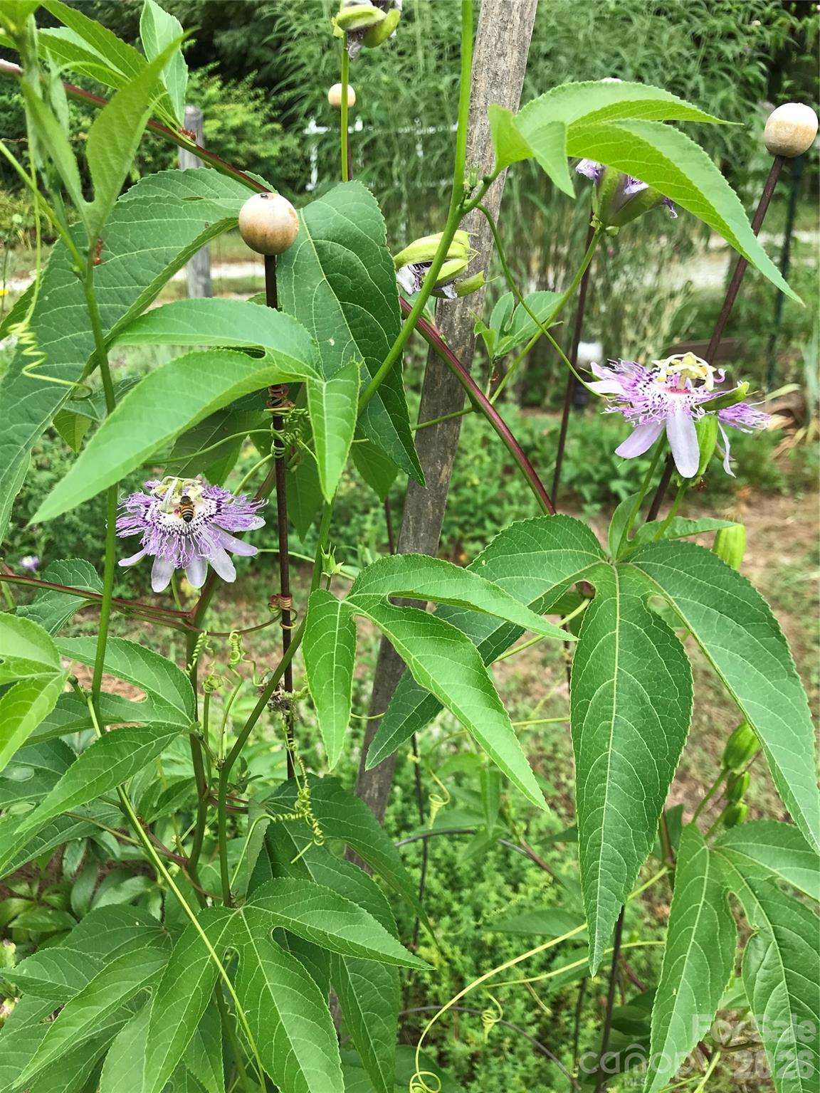 Meadowview - Residential