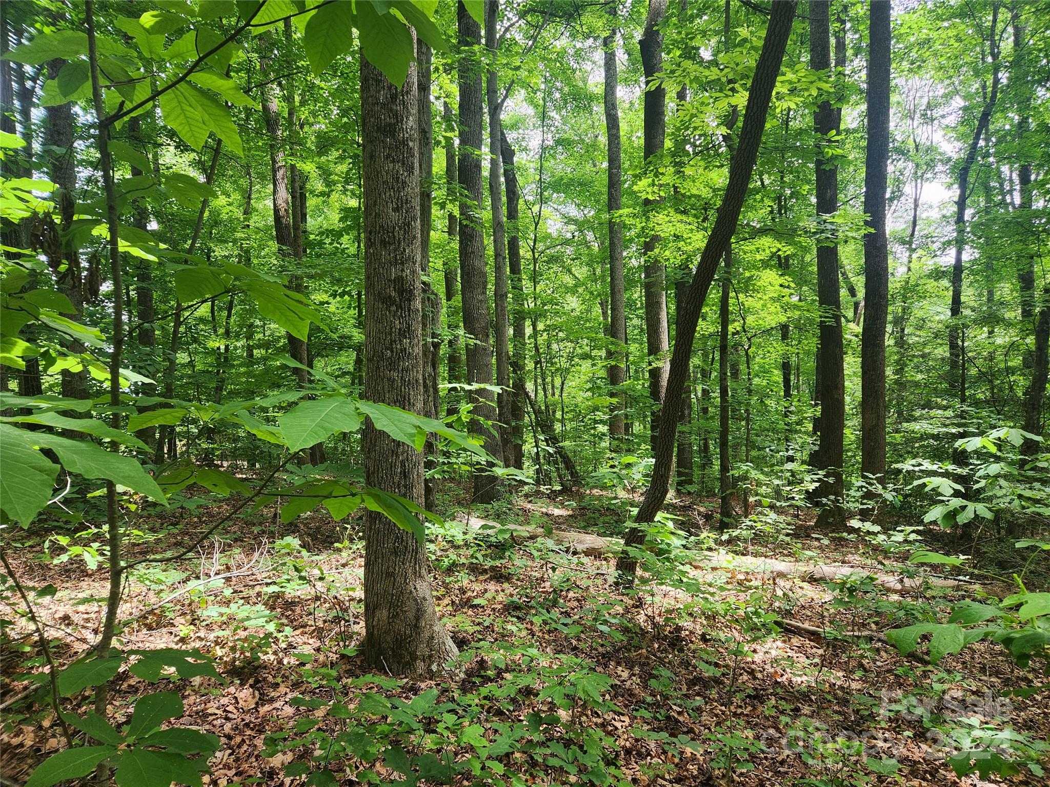 Forest Heights - Land