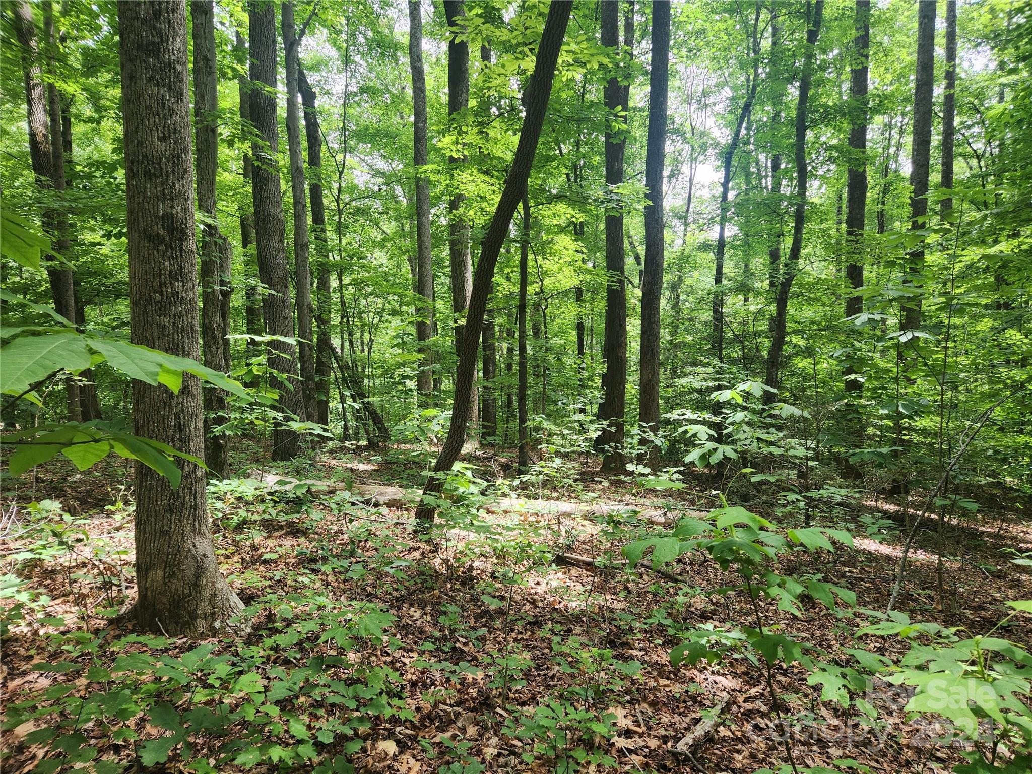 Forest Heights - Land