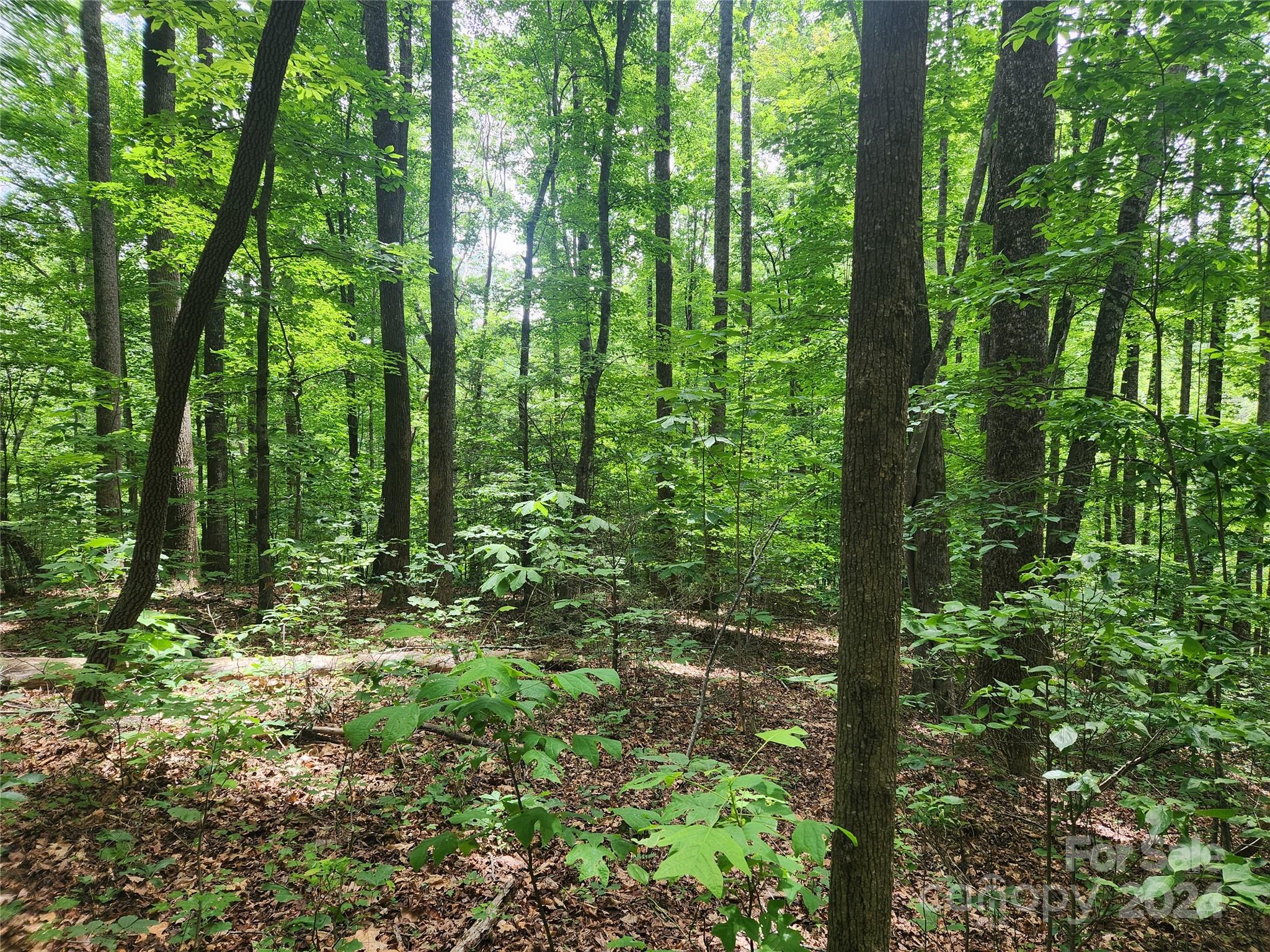 Forest Heights - Land