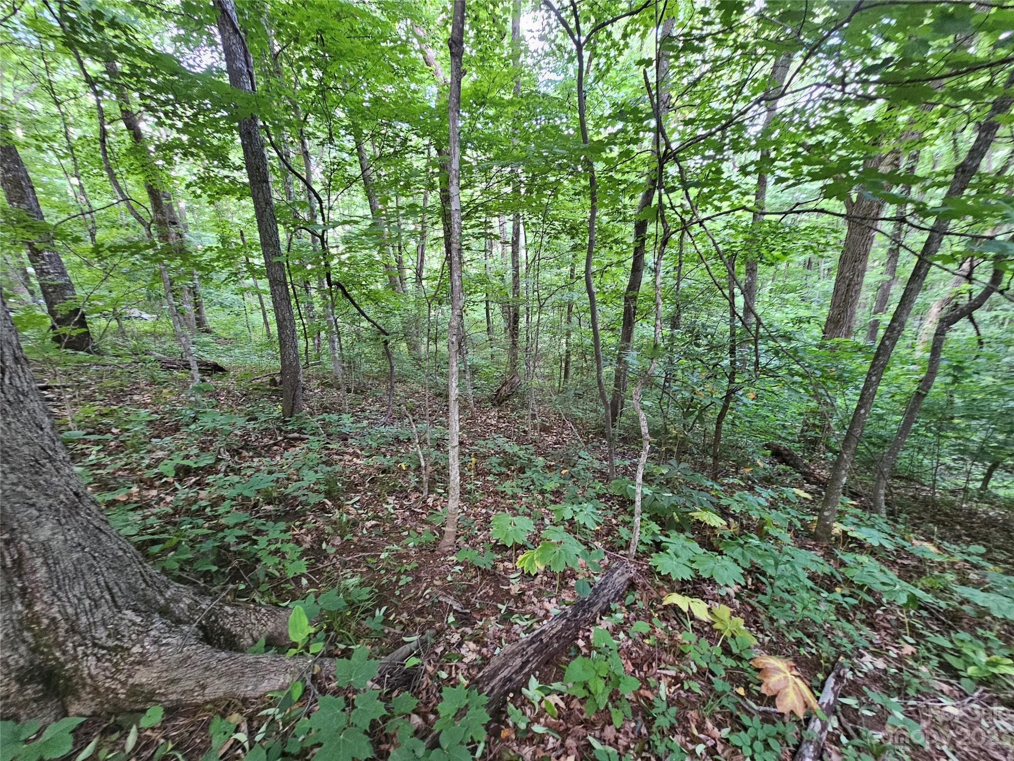 Spring Brook Farms - Land