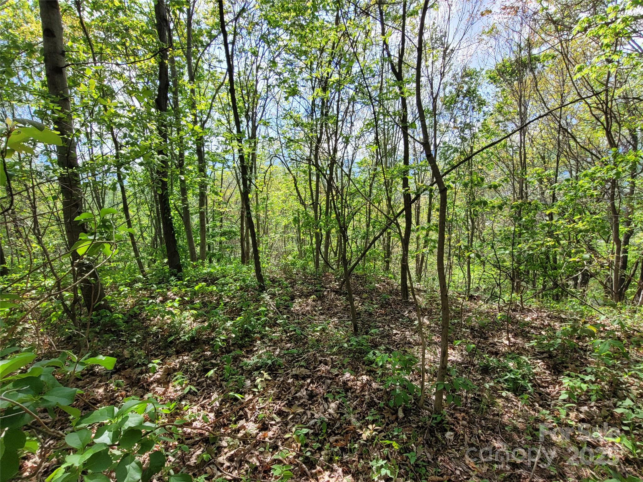 00 Liner Cove Road 1