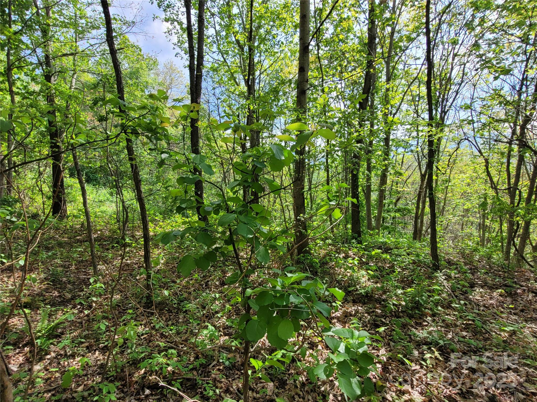00 Liner Cove Road 1