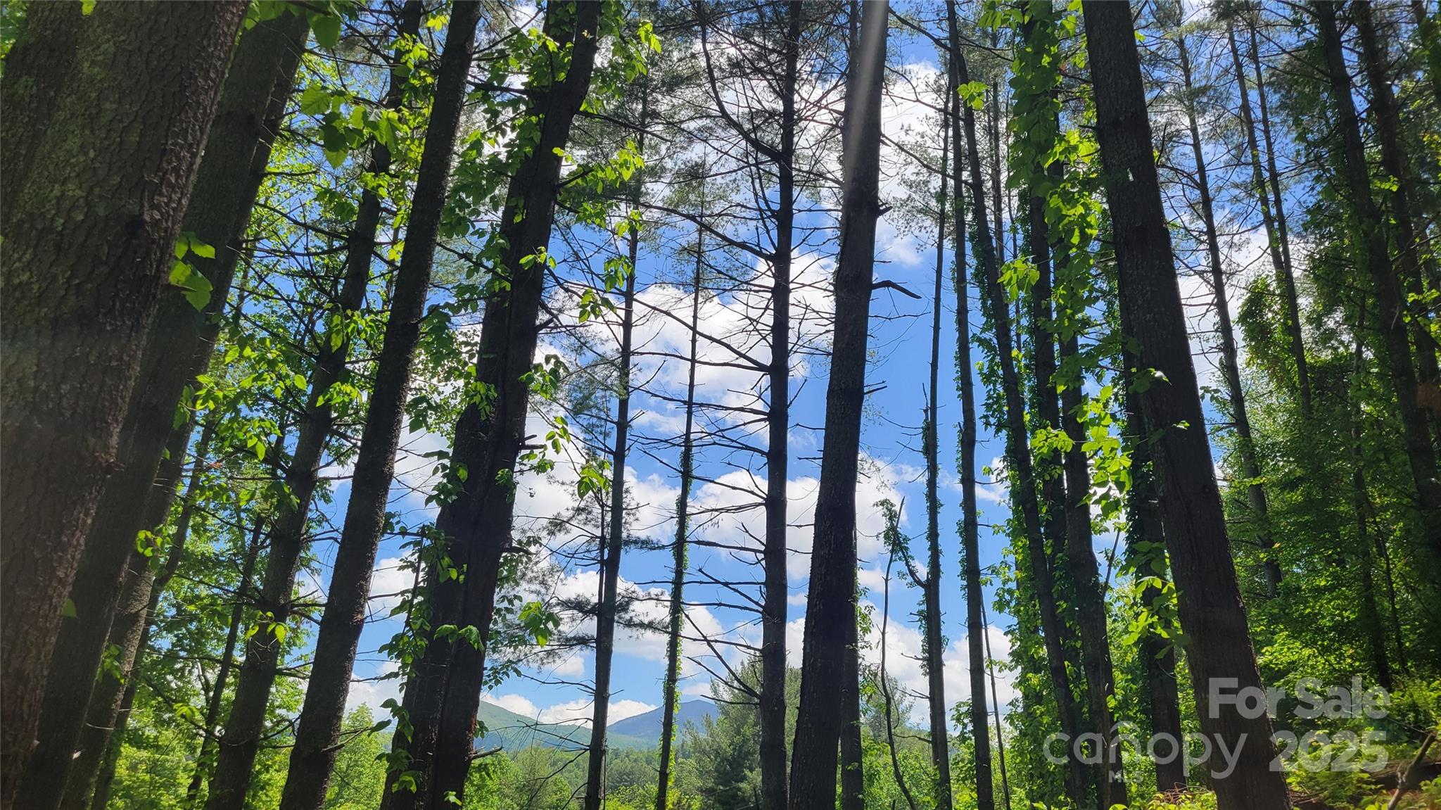 51 Barebridge Fields Road 51