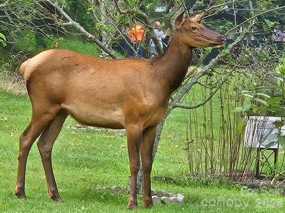 Valley Creek Run - Residential