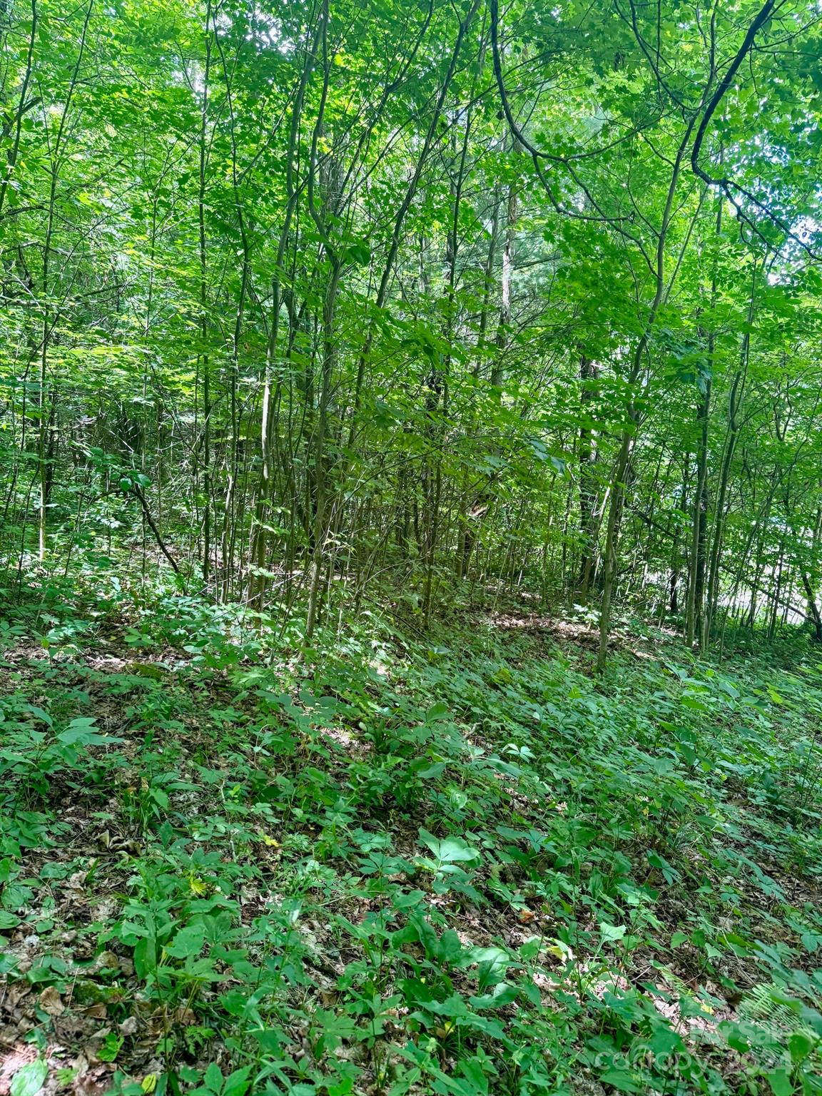 Wolf Creek Ranch - Land