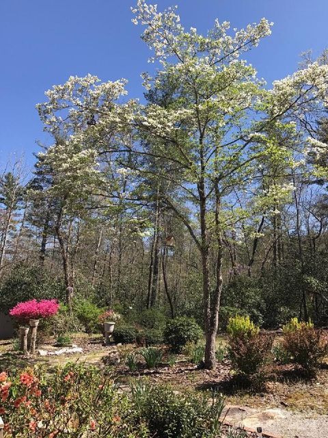 A home in Pisgah Forest