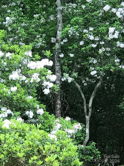 A home in Pisgah Forest