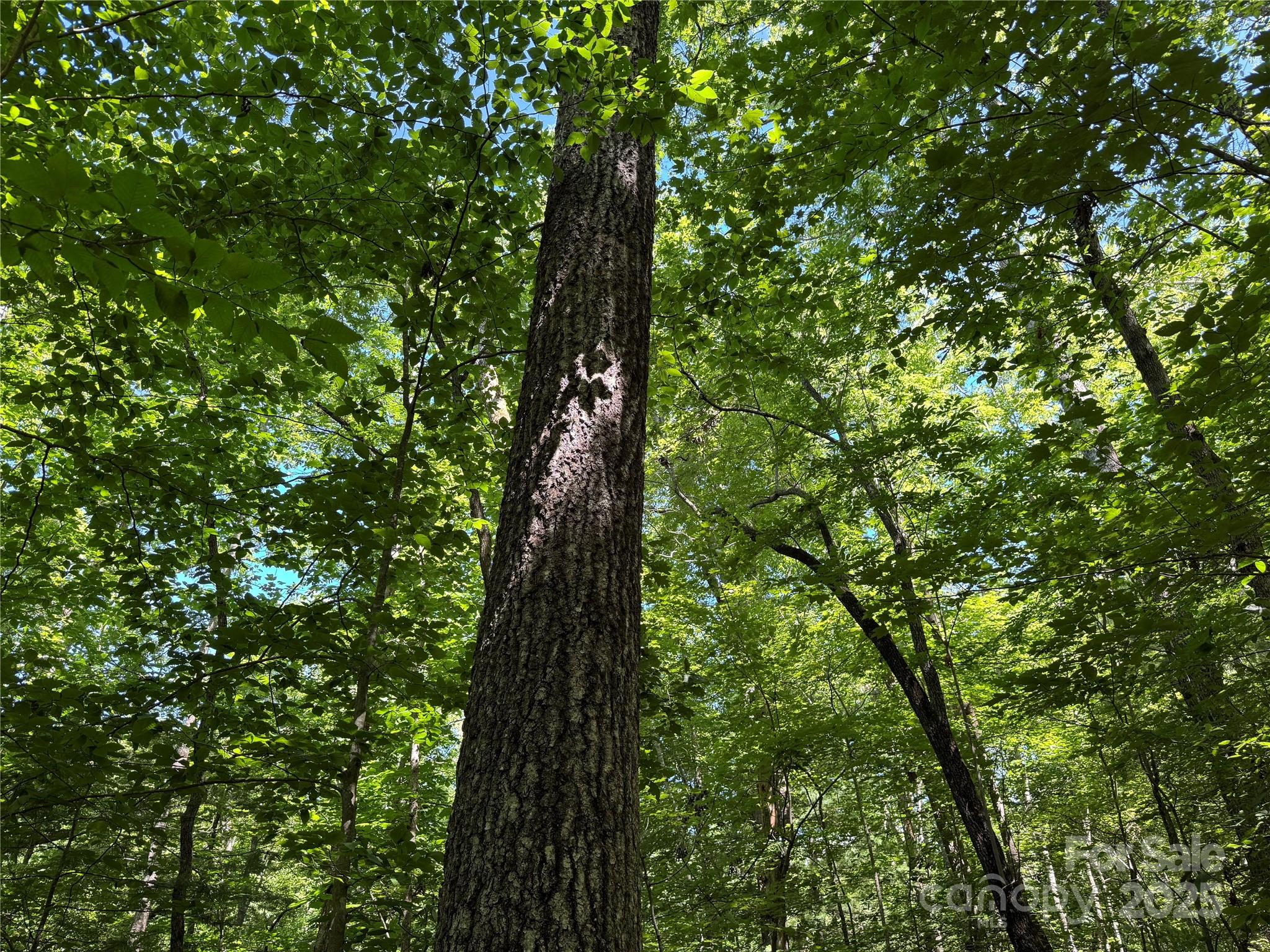 Connestee Falls - Land