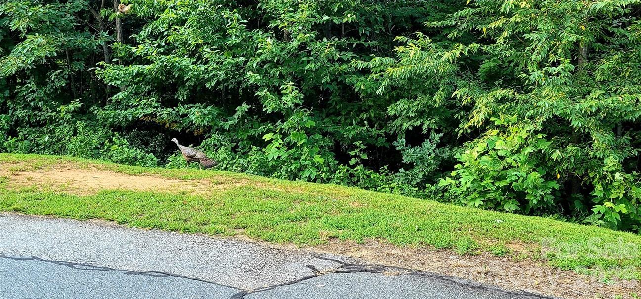Highlands of Lake Lure - Land