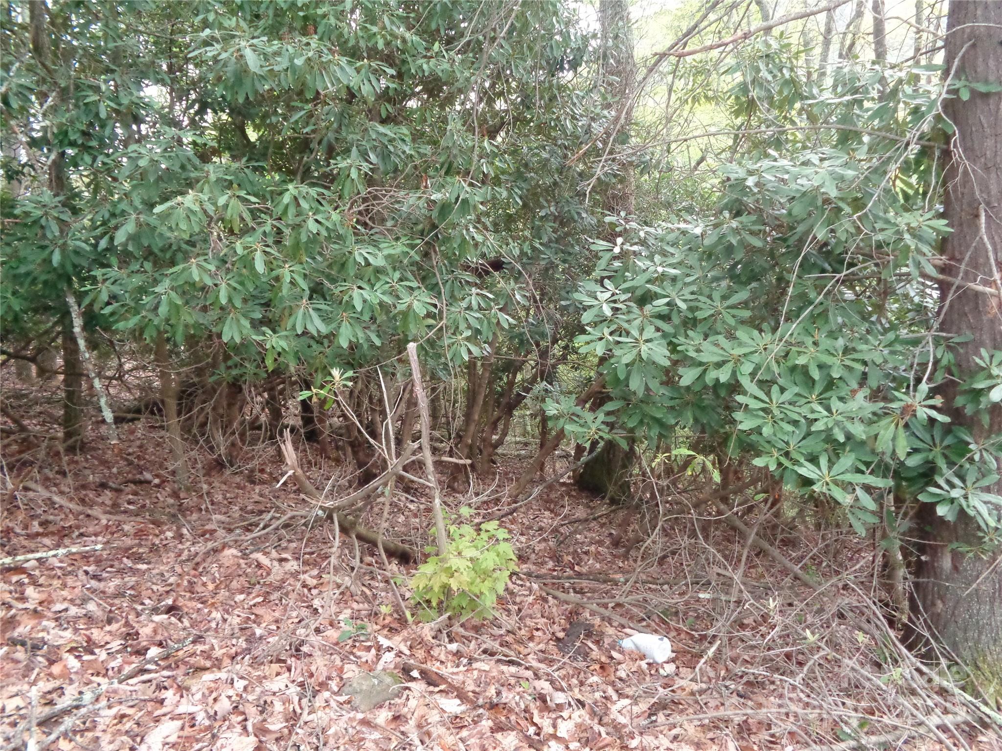 Dream Mountain - Land