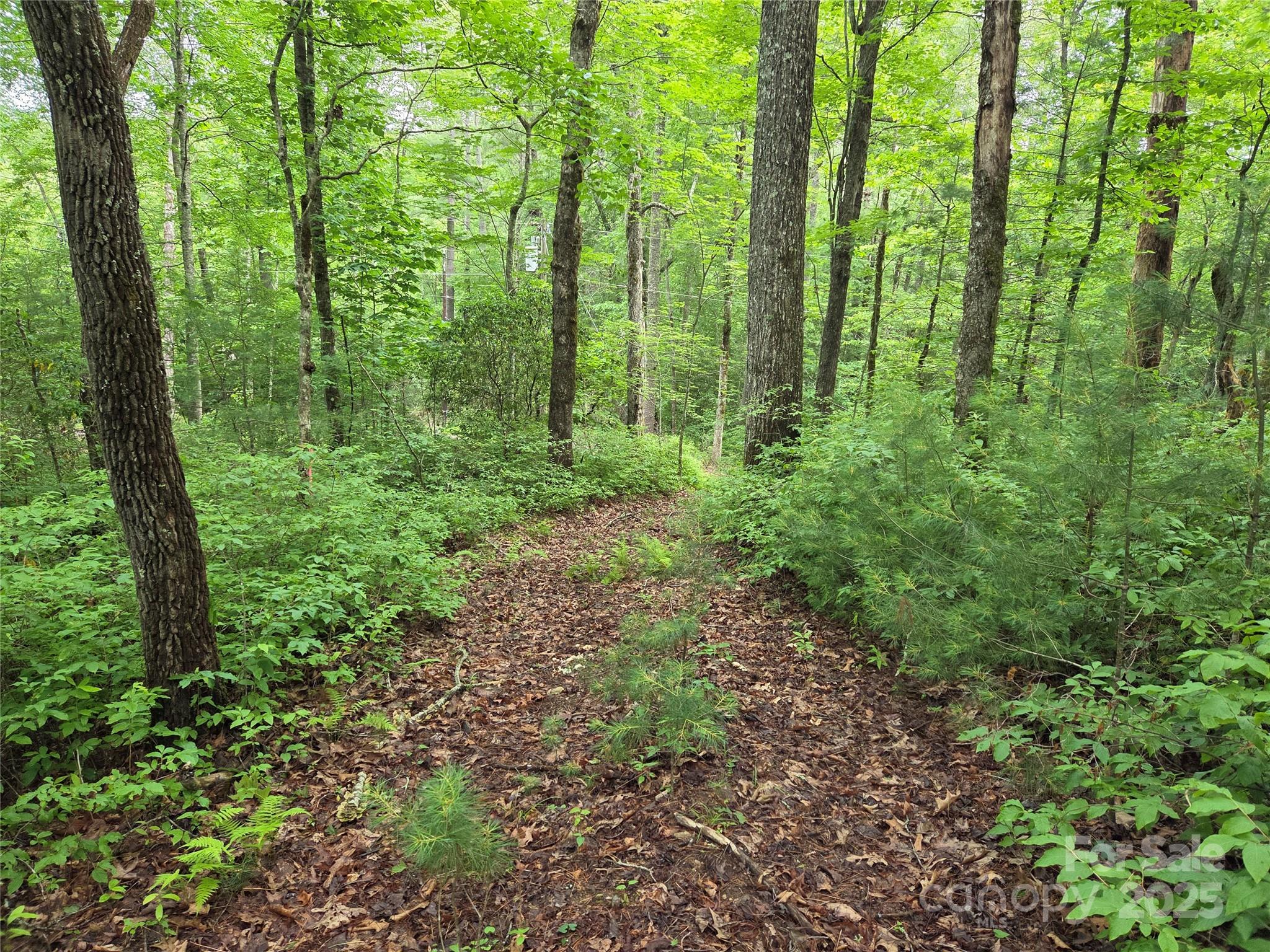 TBD Cedar Lane