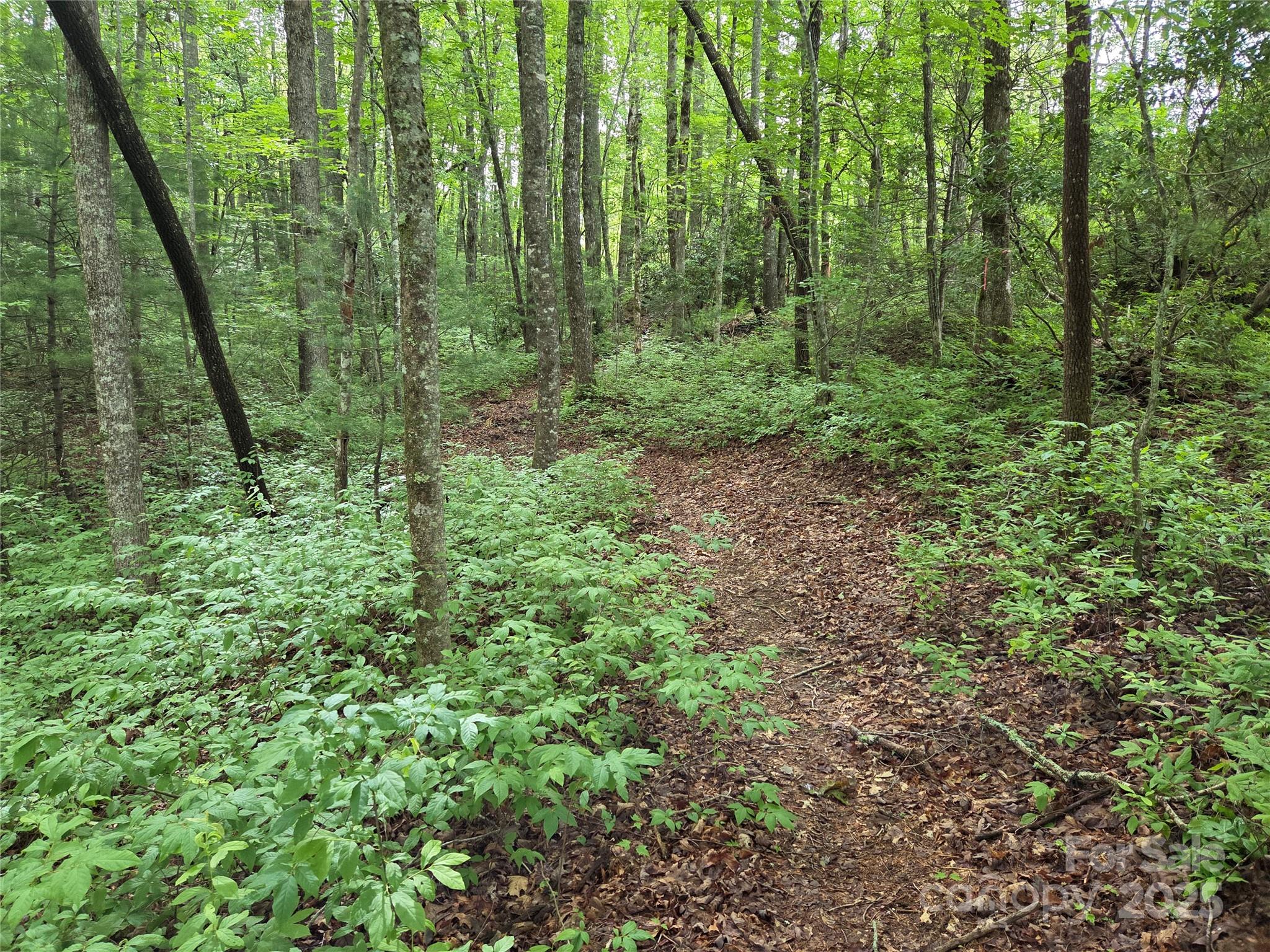 TBD Cedar Lane