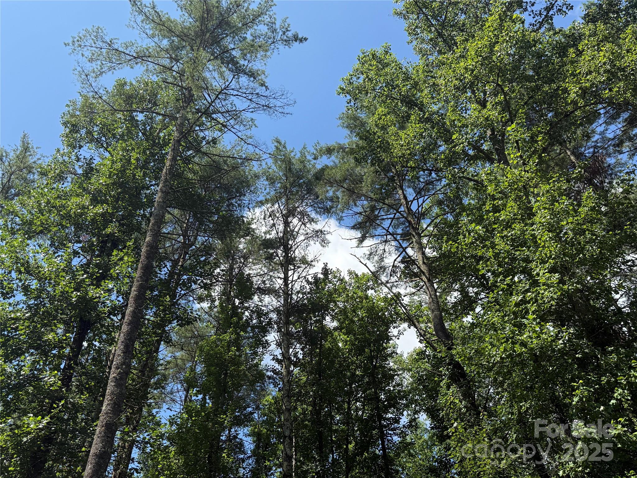 Mountain Brook - Land