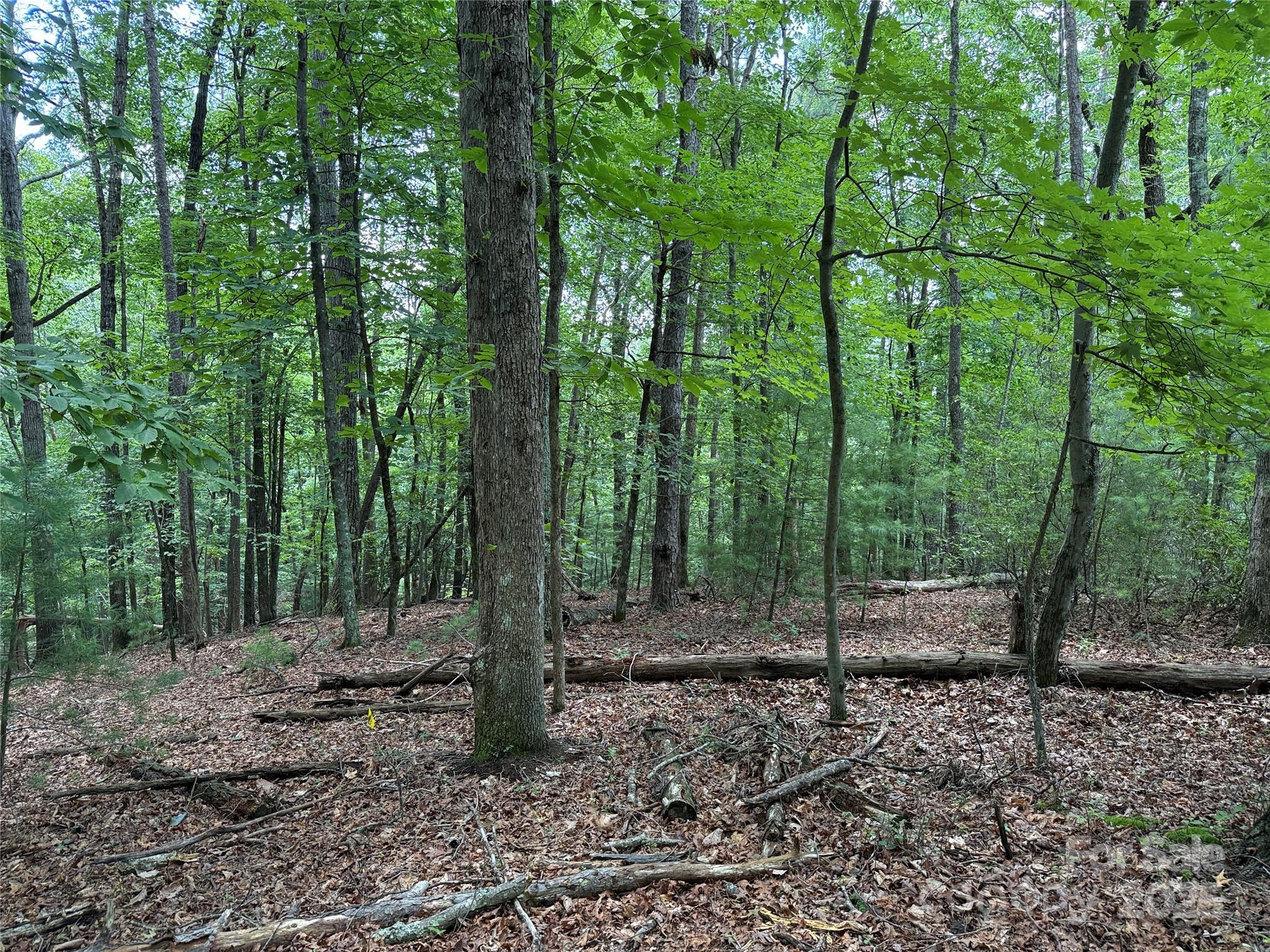 TBD Pine Burr Drive 139