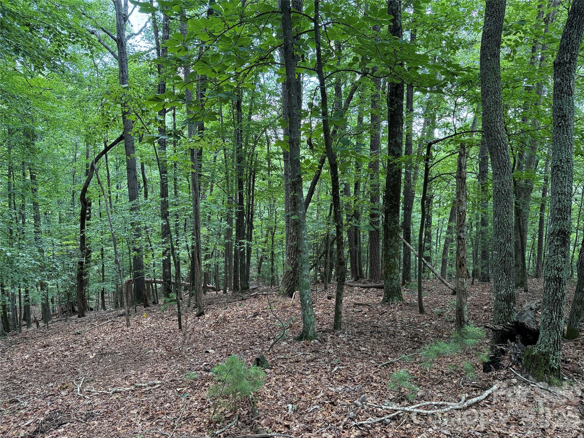 Buck Mountain - Land