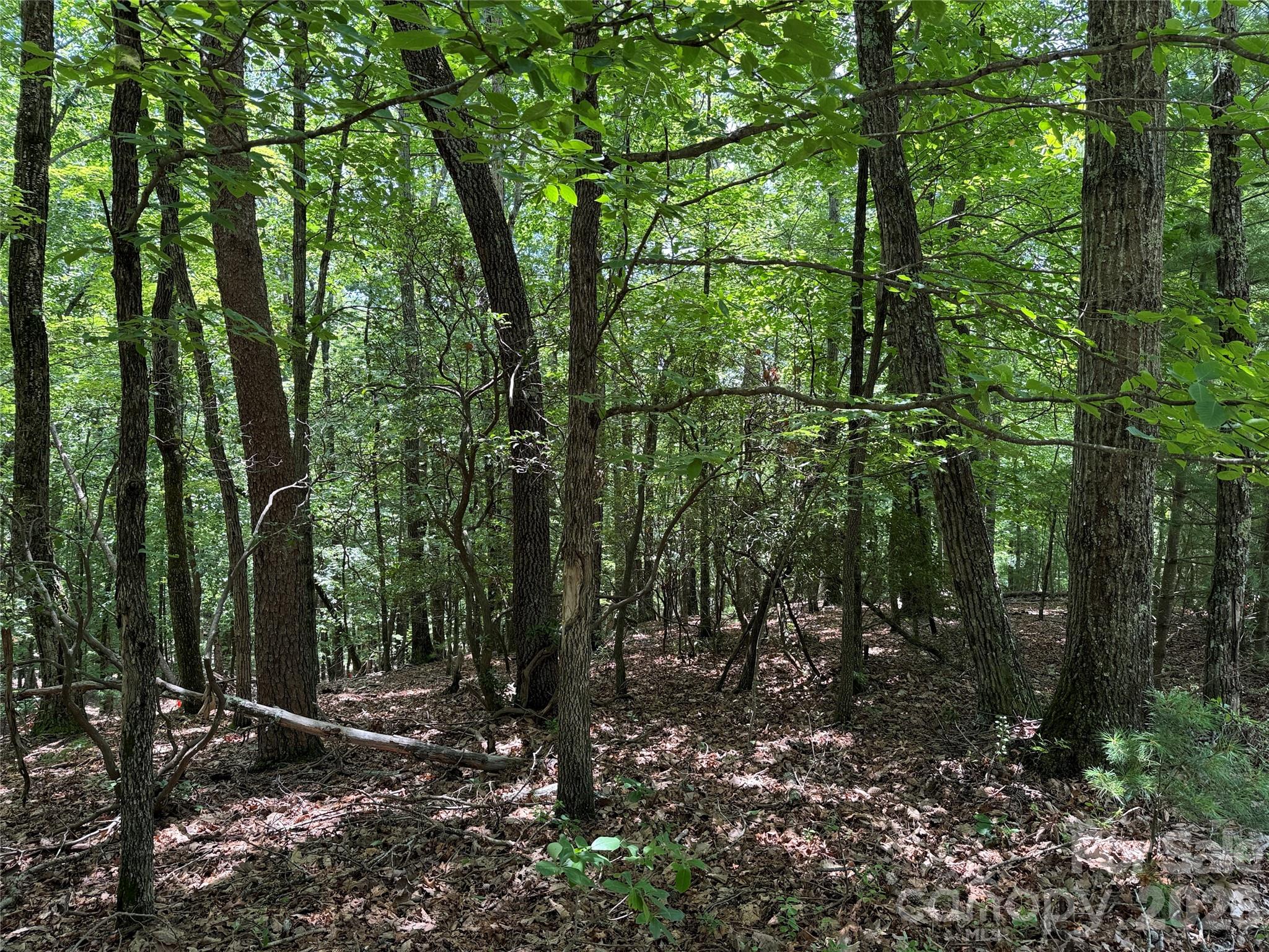 Buck Mountain - Land