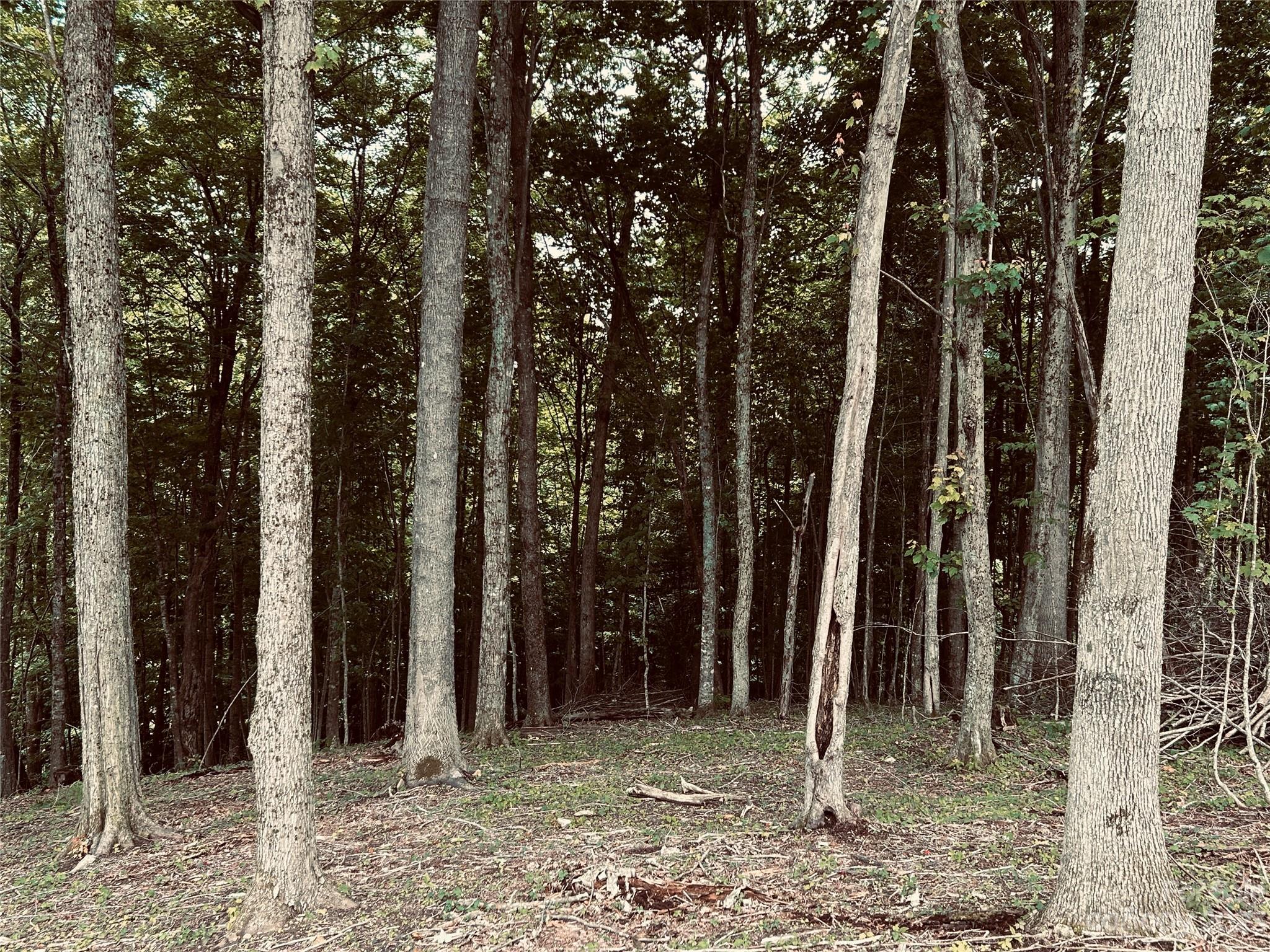 Poplar Forest - Land