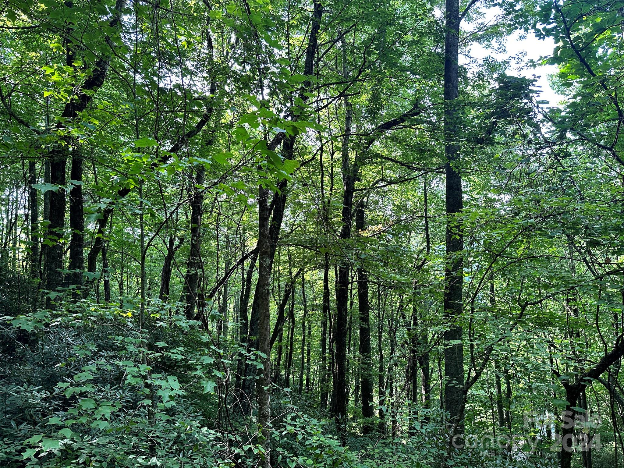 Fairview Forest Estates - Land