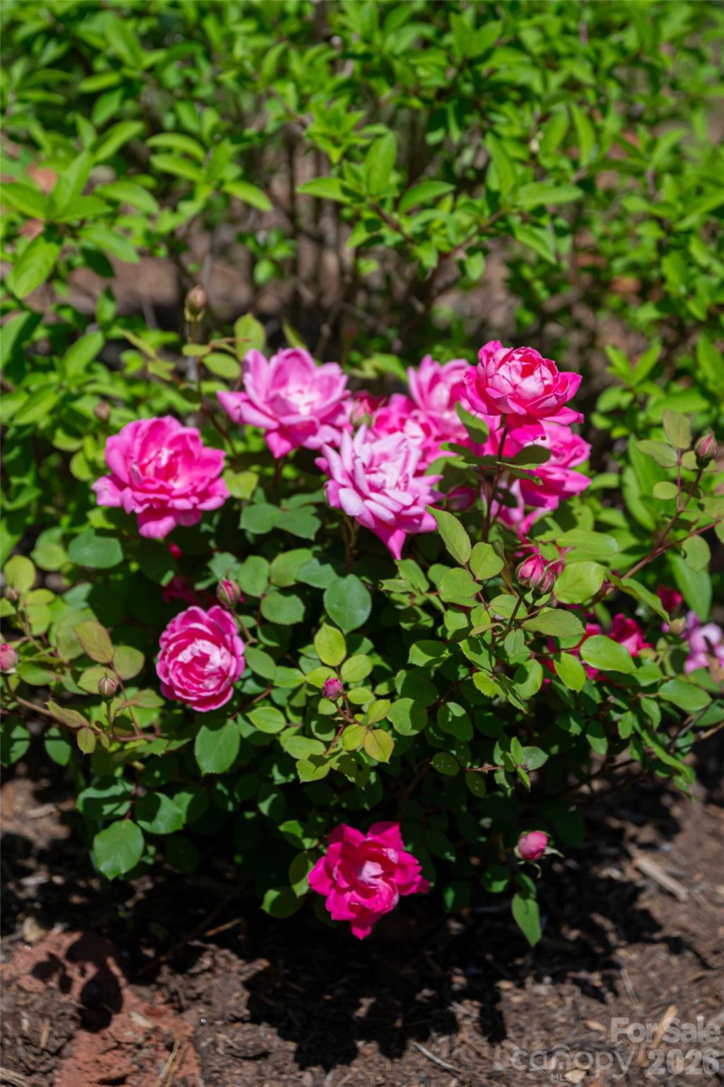 Craggy View Cottages - Residential