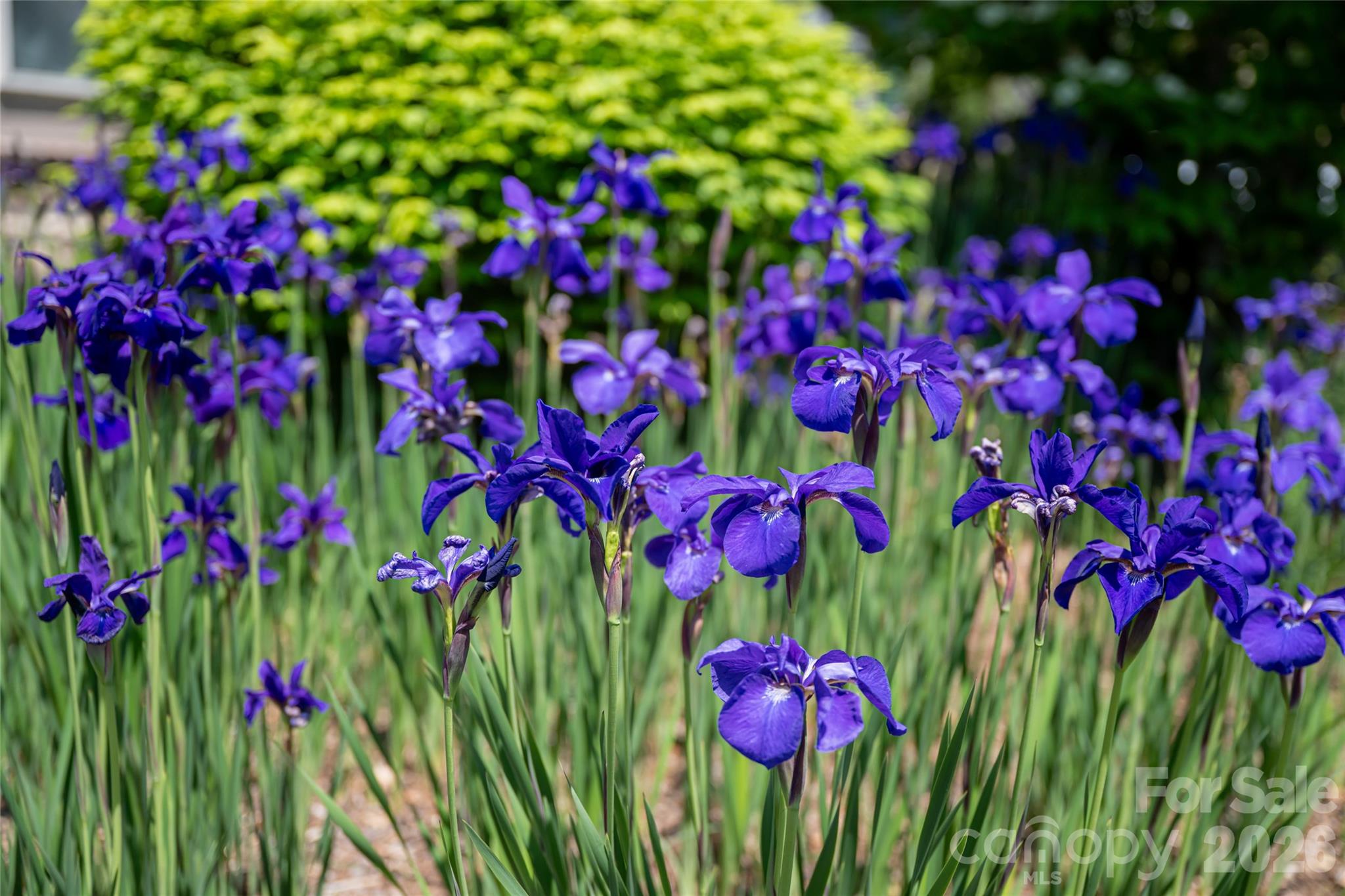 Craggy View Cottages - Residential