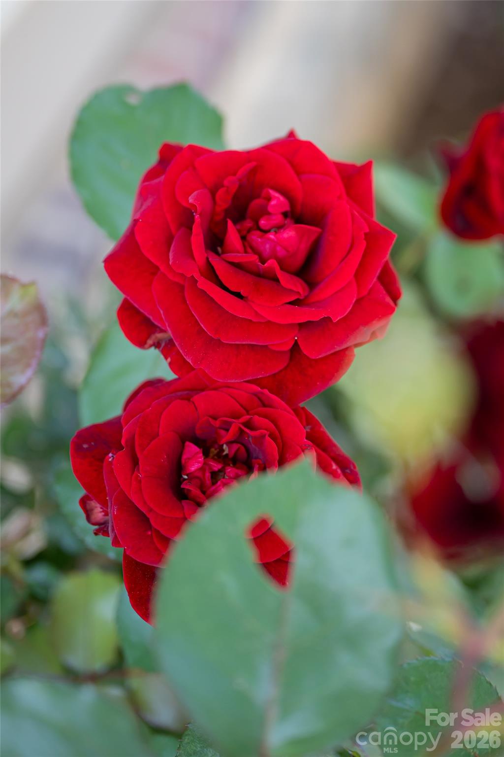 Craggy View Cottages - Residential